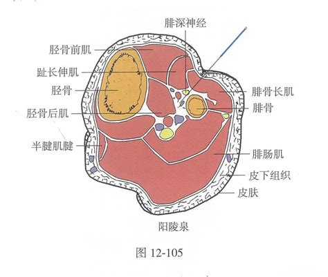 陽泉穴|陽陵泉穴位置 